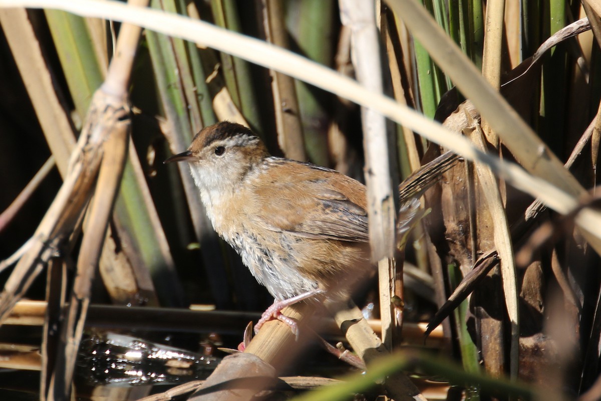 Sedge Wren - ML612957176