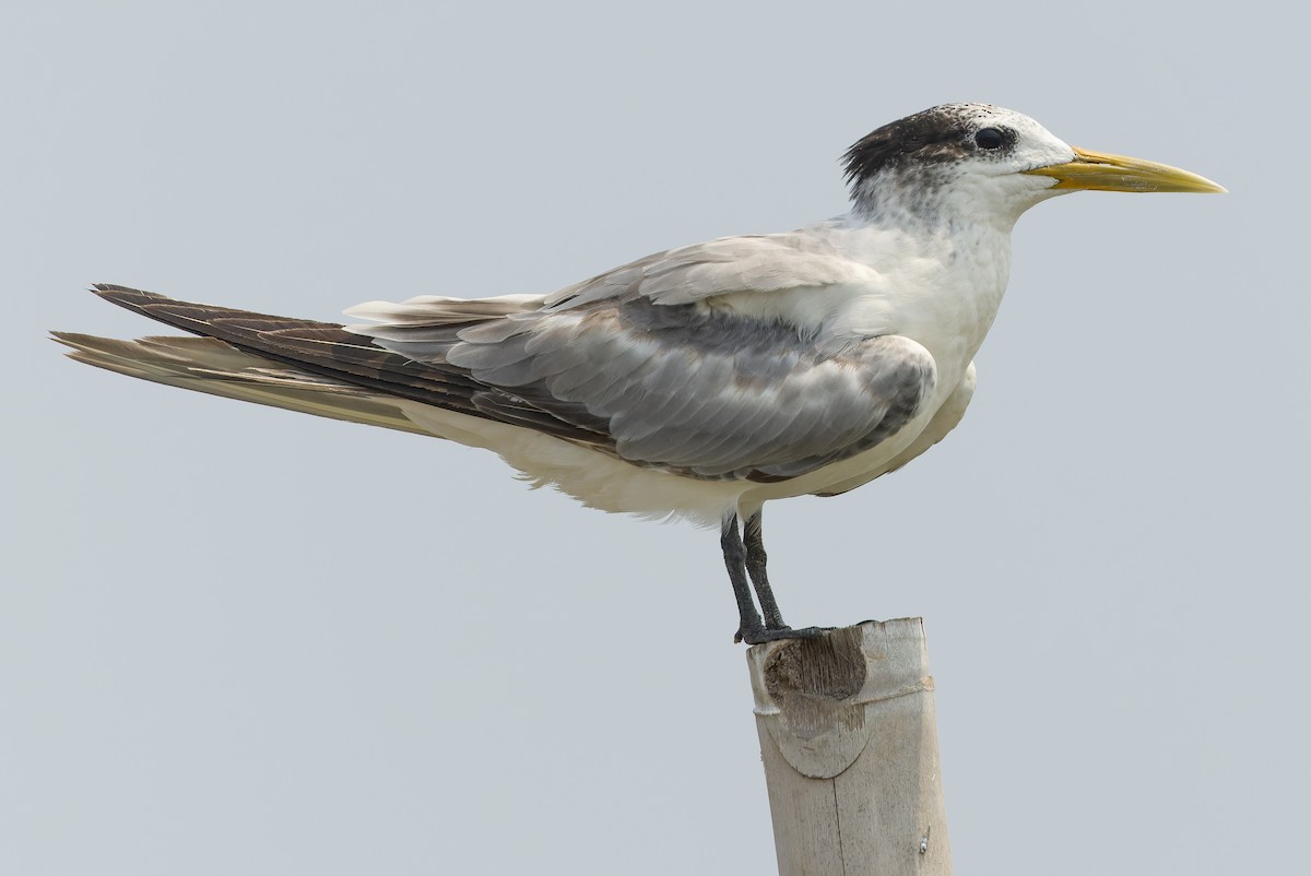 Great Crested Tern - ML612957198