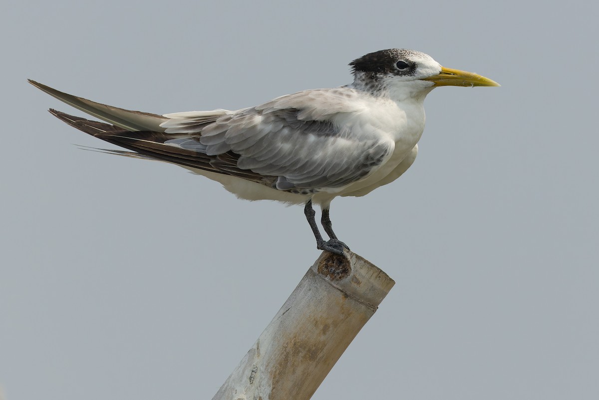 Great Crested Tern - ML612957199