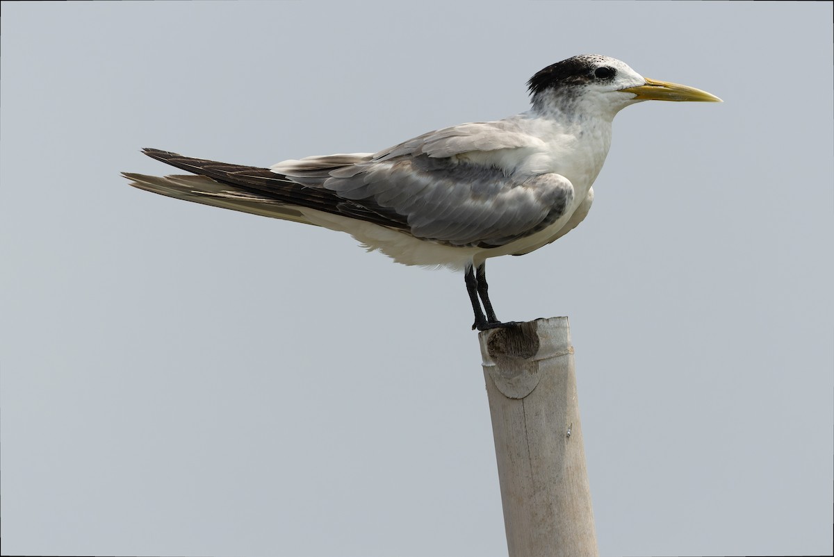 Great Crested Tern - ML612957200
