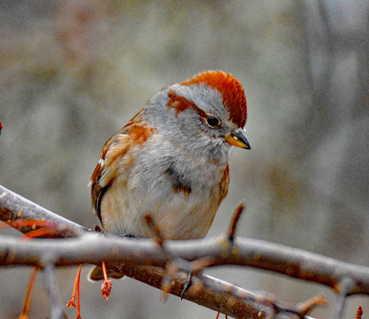 American Tree Sparrow - ML612957275