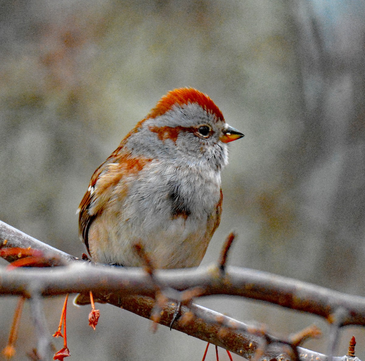 American Tree Sparrow - Michael J Good