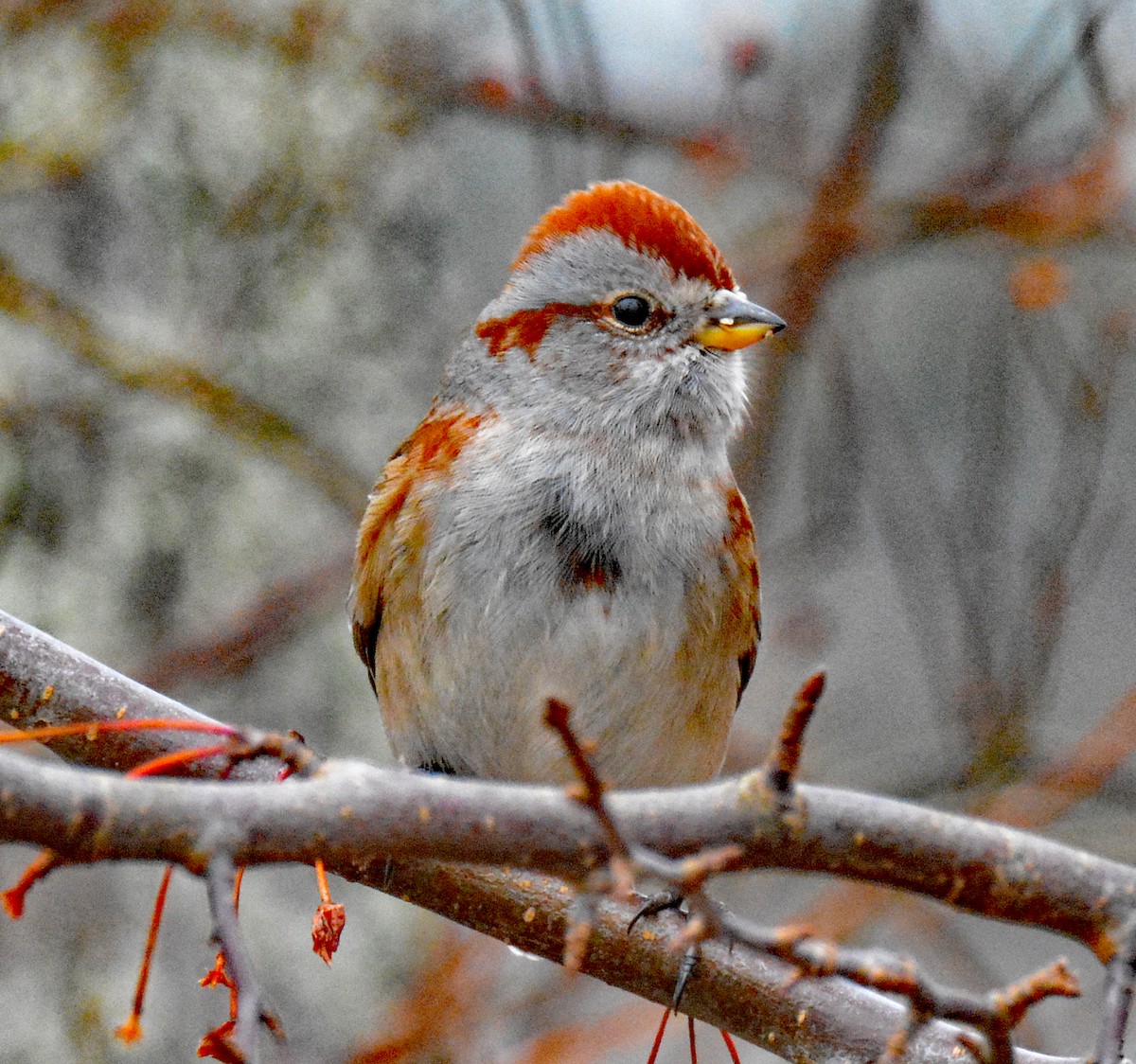 American Tree Sparrow - ML612957277