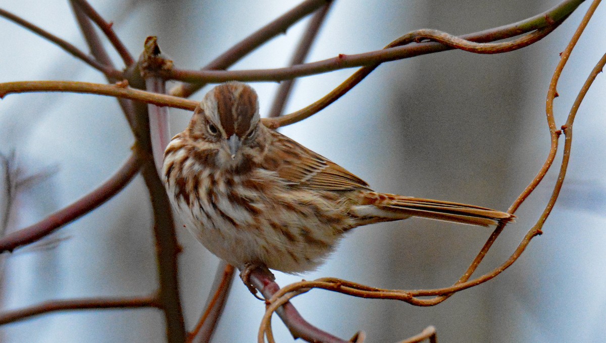 Song Sparrow - ML612957286