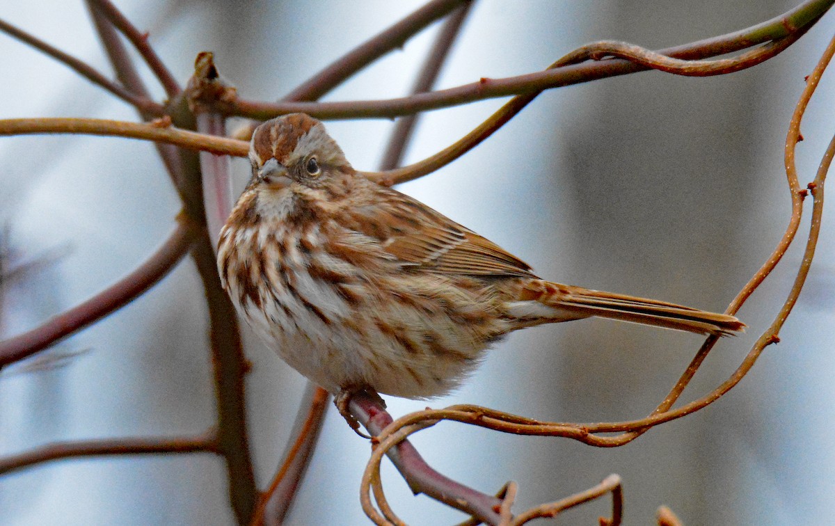 Song Sparrow - ML612957287