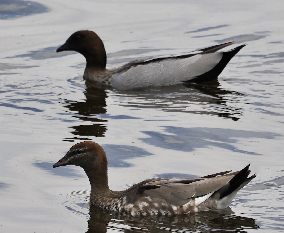 Maned Duck - ML612957337