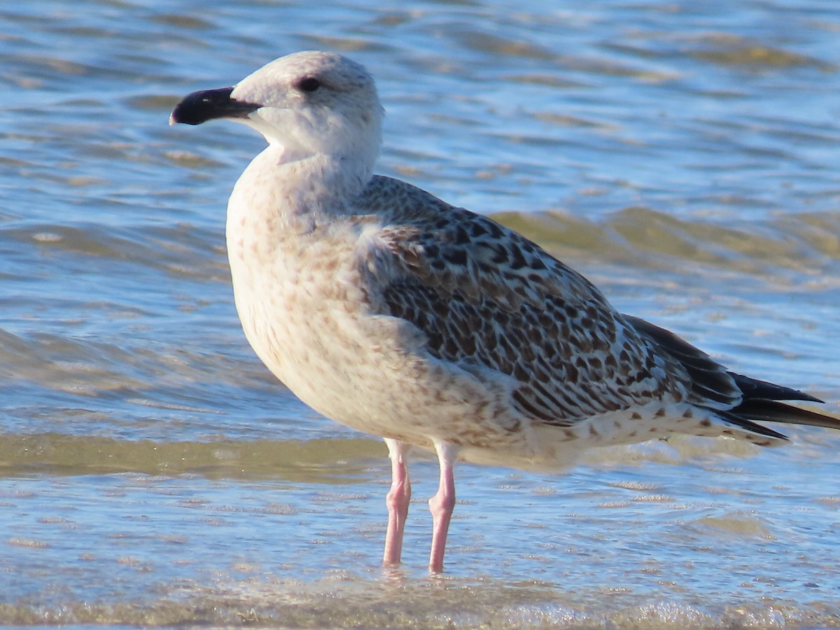 Great Black-backed Gull - ML612957352