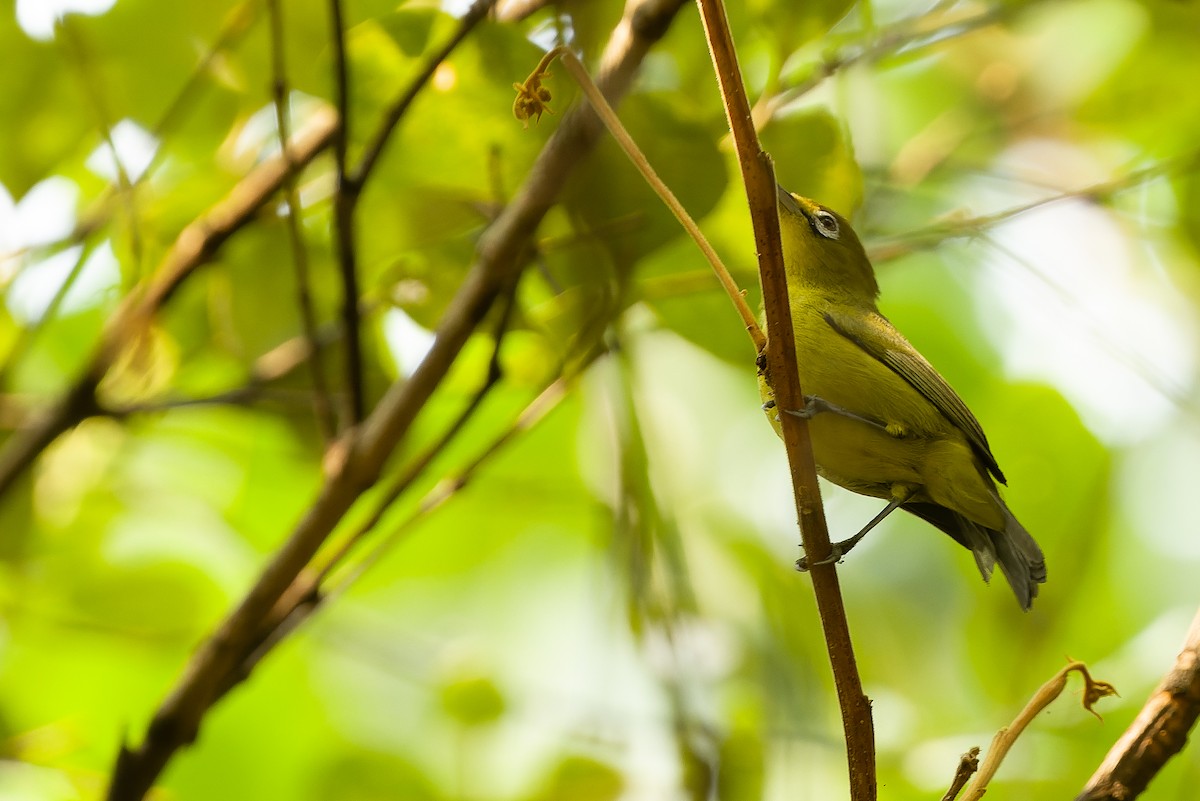 Sangkar White-eye - ML612957360