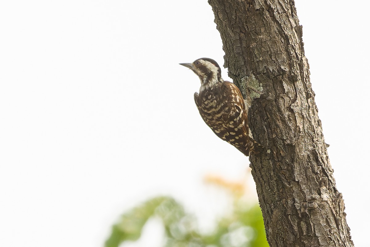 Sunda Pygmy Woodpecker - ML612957435