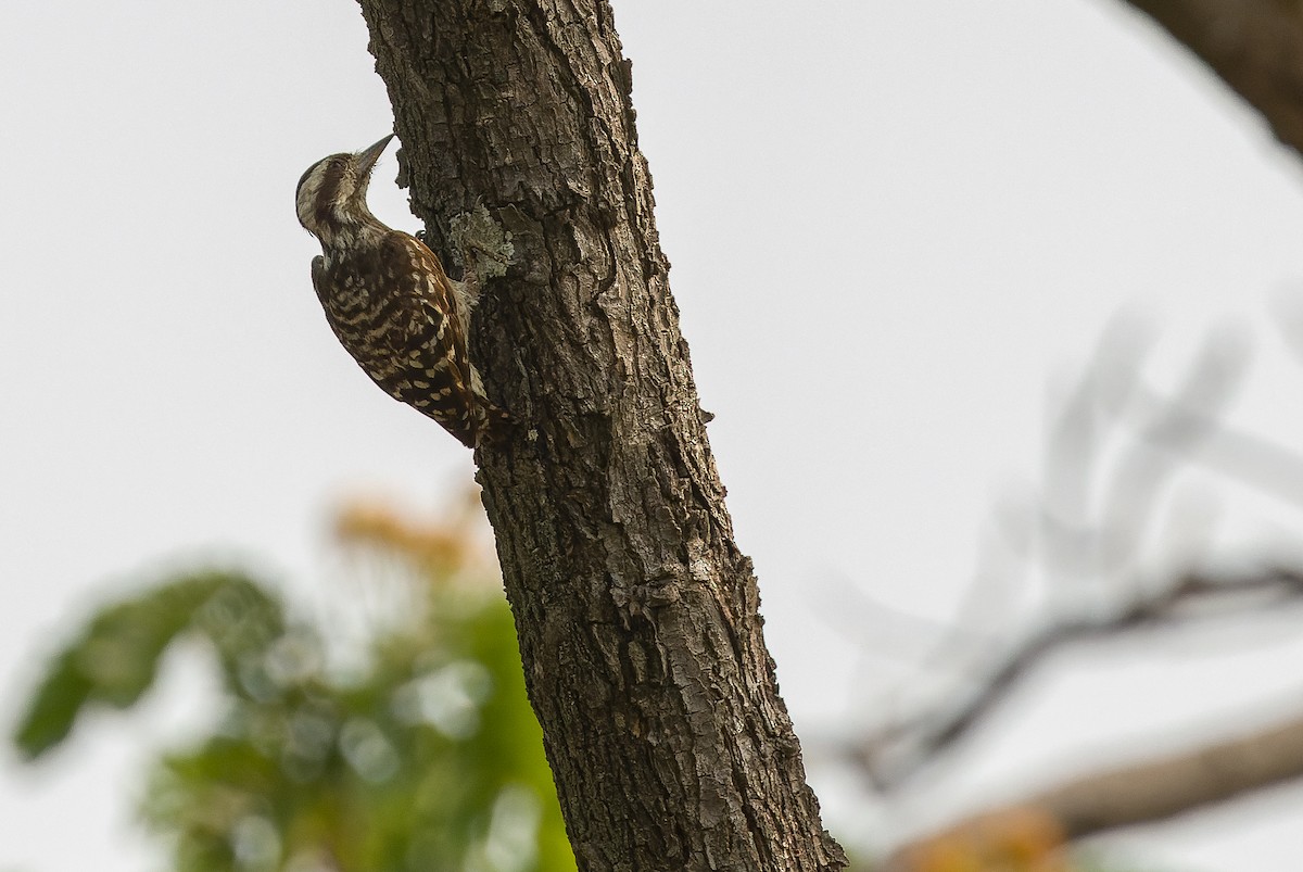 Sunda Pygmy Woodpecker - ML612957436
