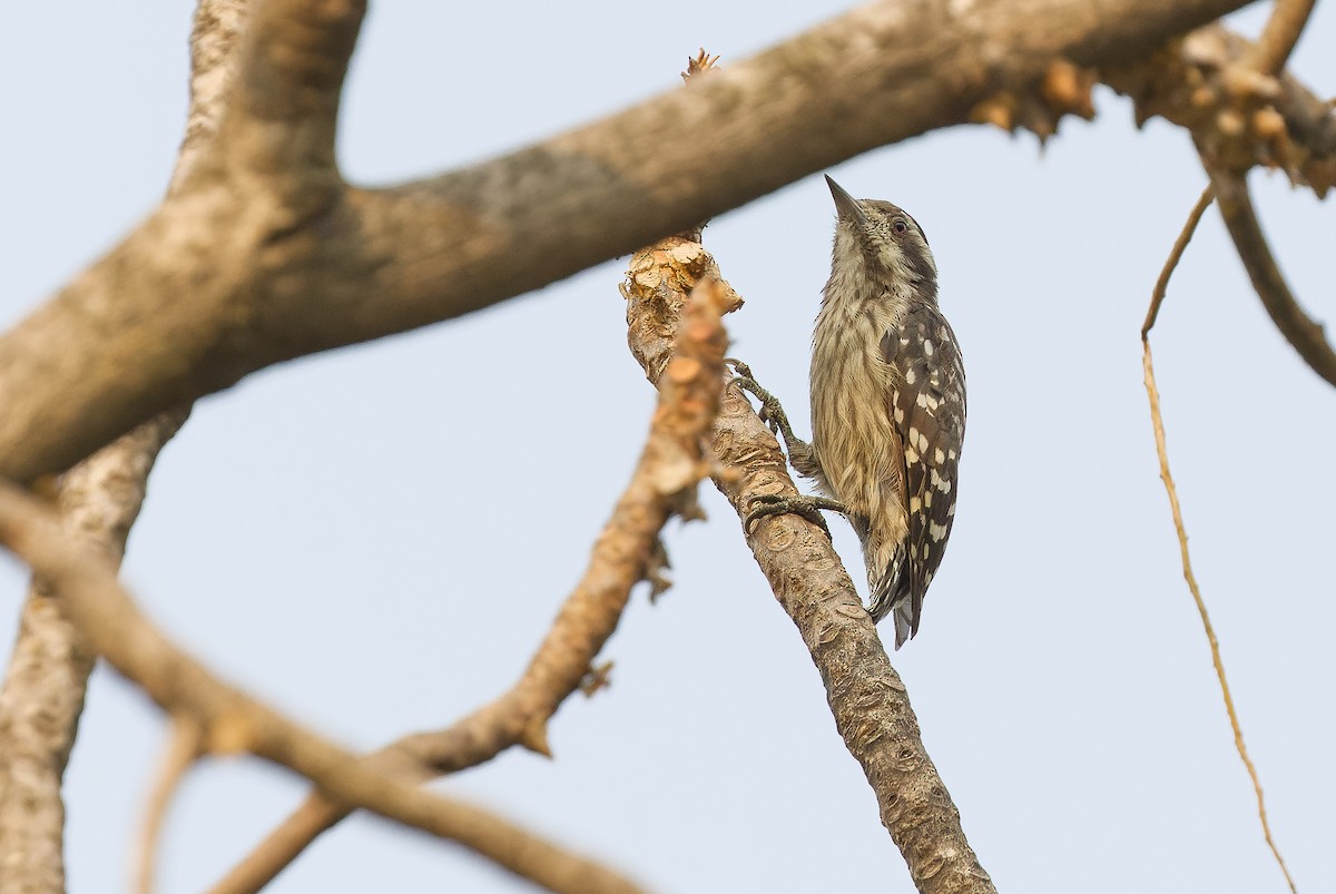 Sunda Pygmy Woodpecker - ML612957437