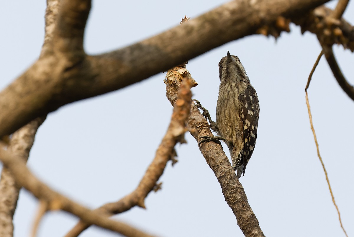 Sunda Pygmy Woodpecker - ML612957438