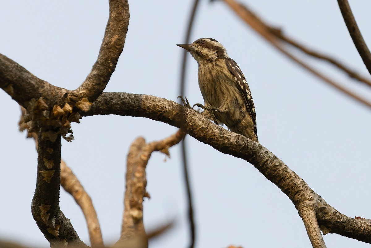 Sunda Pygmy Woodpecker - ML612957439