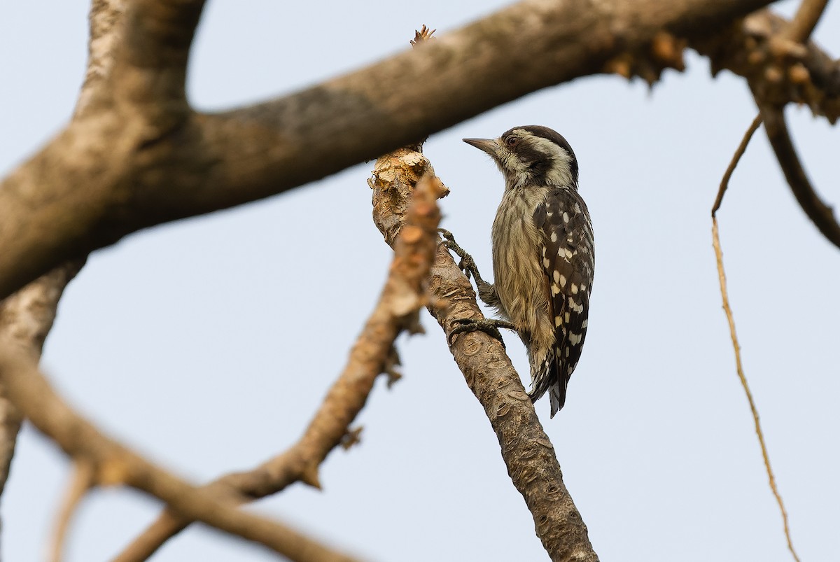 Sunda Pygmy Woodpecker - ML612957440