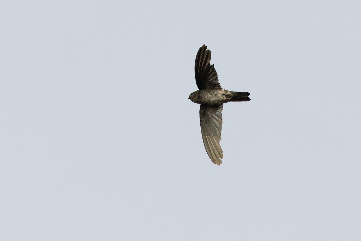 Cave Swiftlet - ML612957472