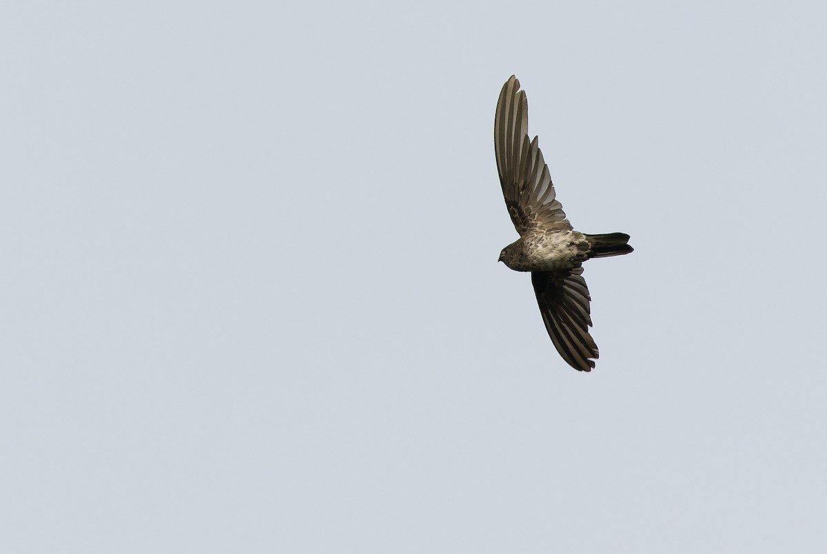 Cave Swiftlet - ML612957473