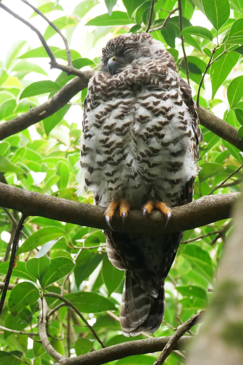 Powerful Owl - Jenny Stiles