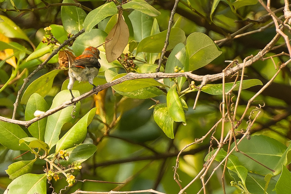 Scarlet-headed Flowerpecker - ML612957529