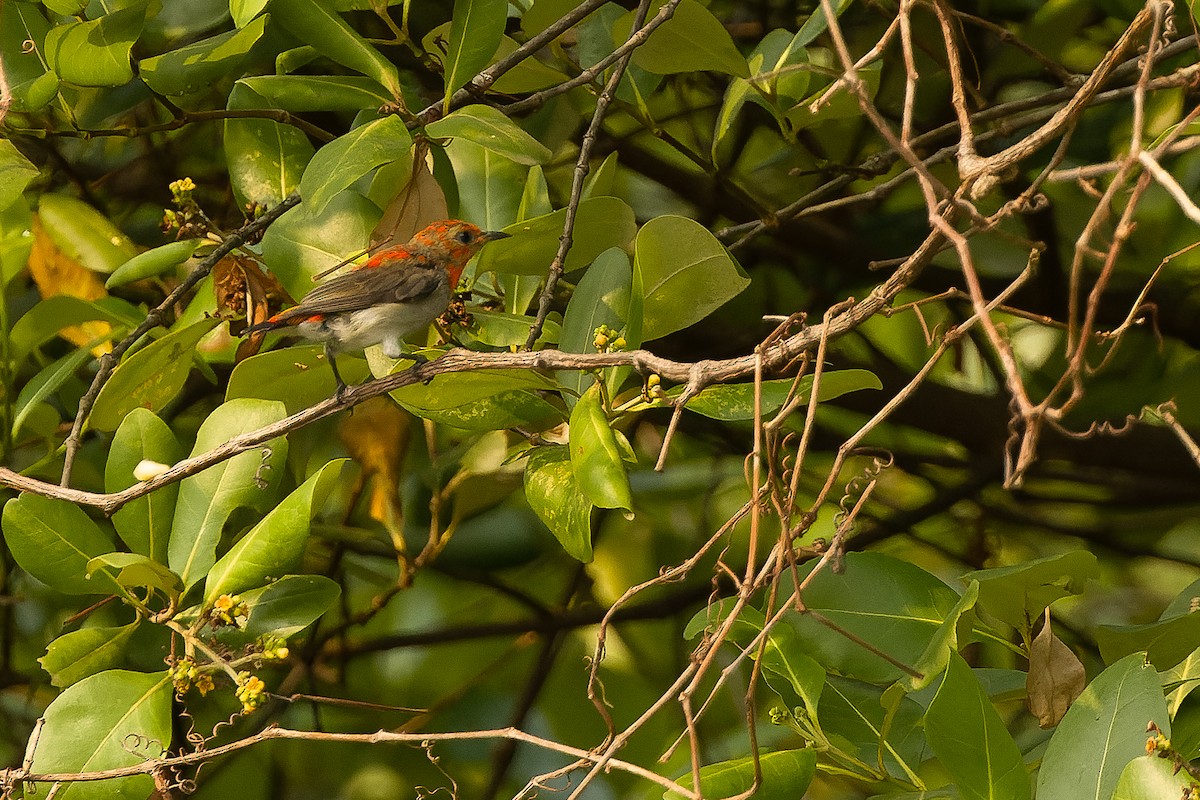 Scarlet-headed Flowerpecker - ML612957531