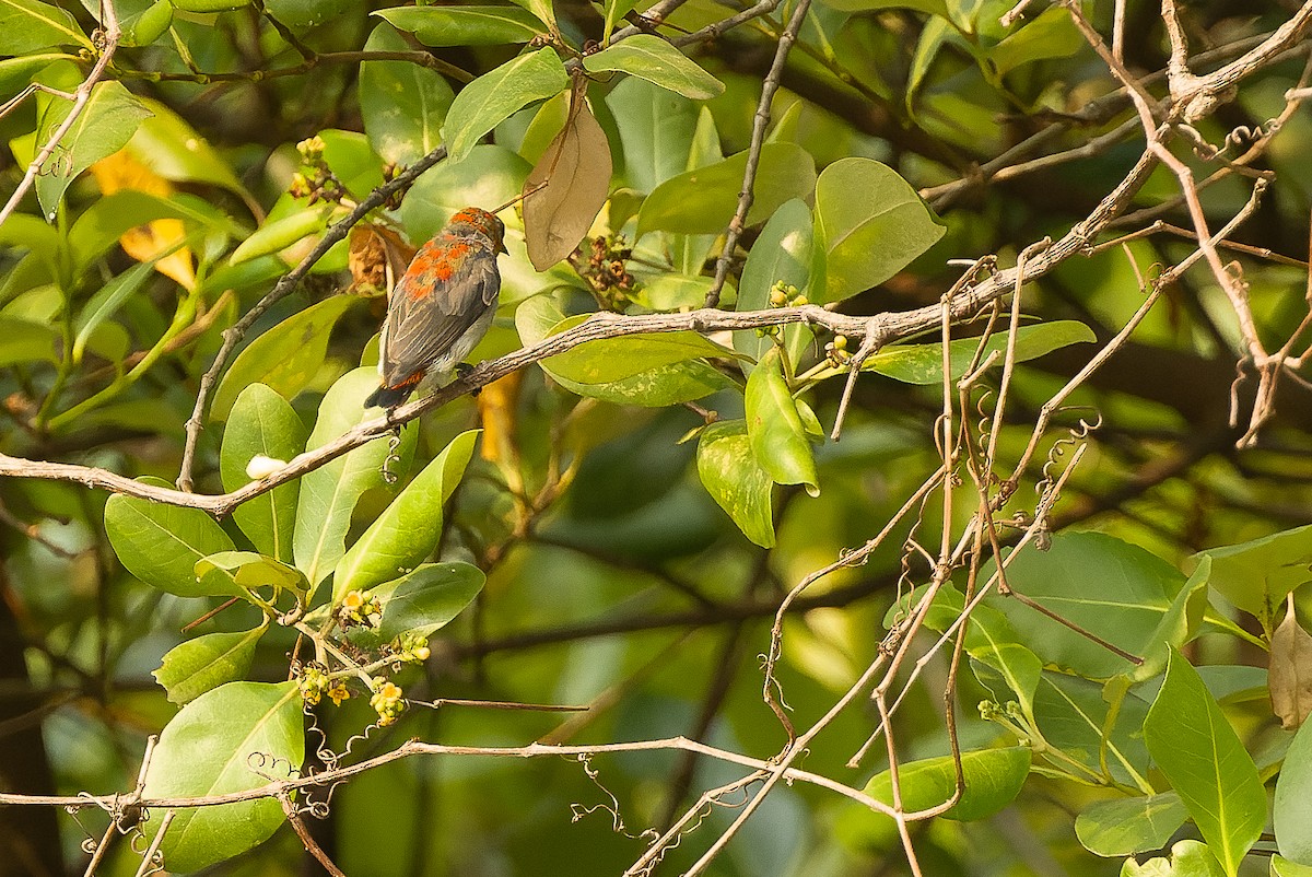 Scarlet-headed Flowerpecker - ML612957532