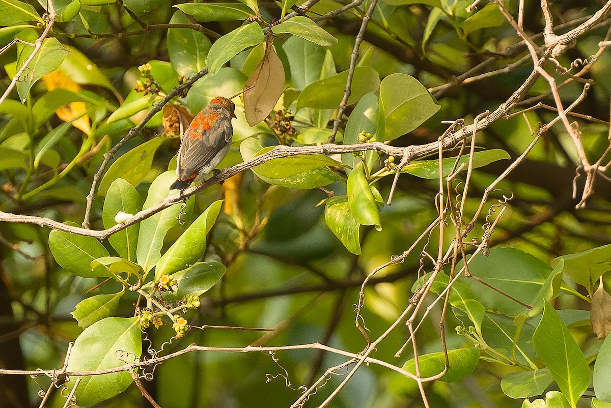 Scarlet-headed Flowerpecker - Joachim Bertrands