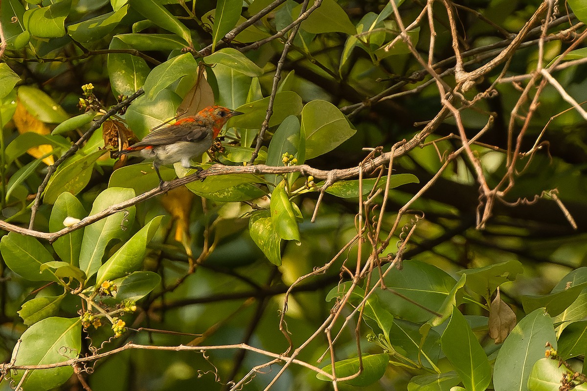 Scarlet-headed Flowerpecker - ML612957533