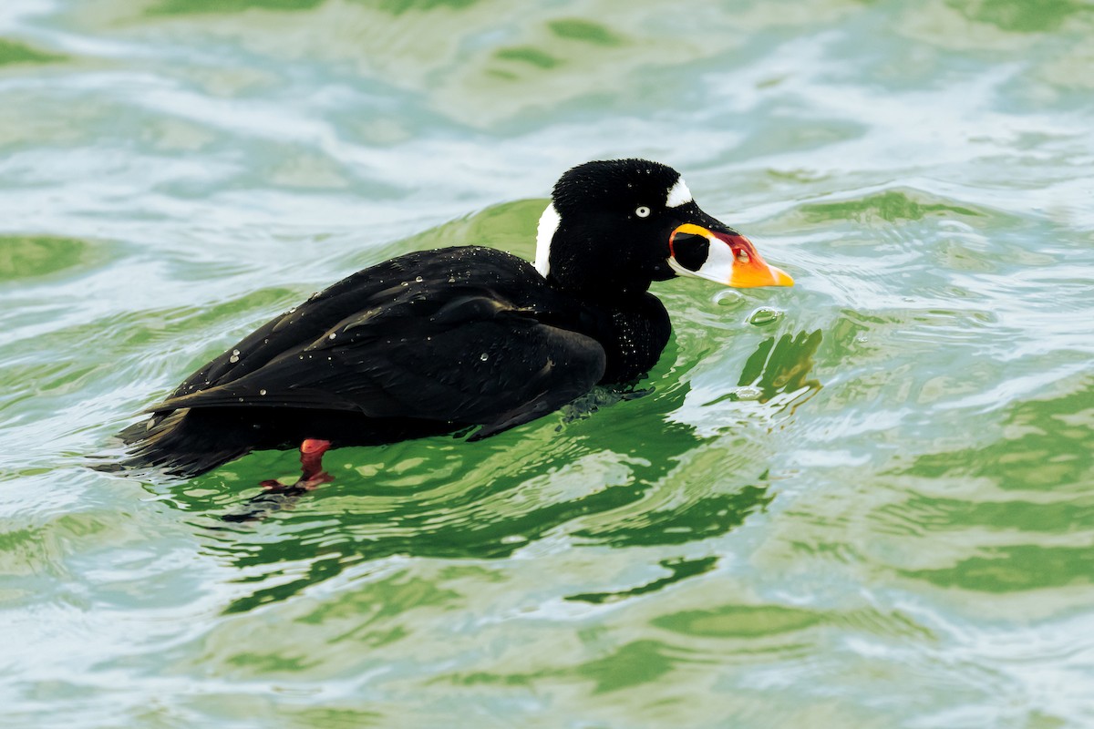 Surf Scoter - William Goode, Jr.