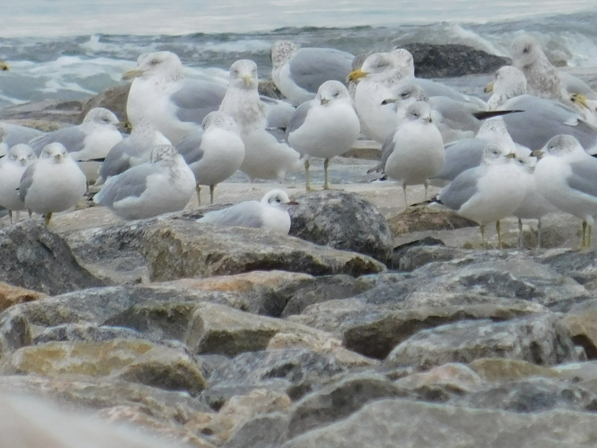 Black-headed Gull - ML612957559