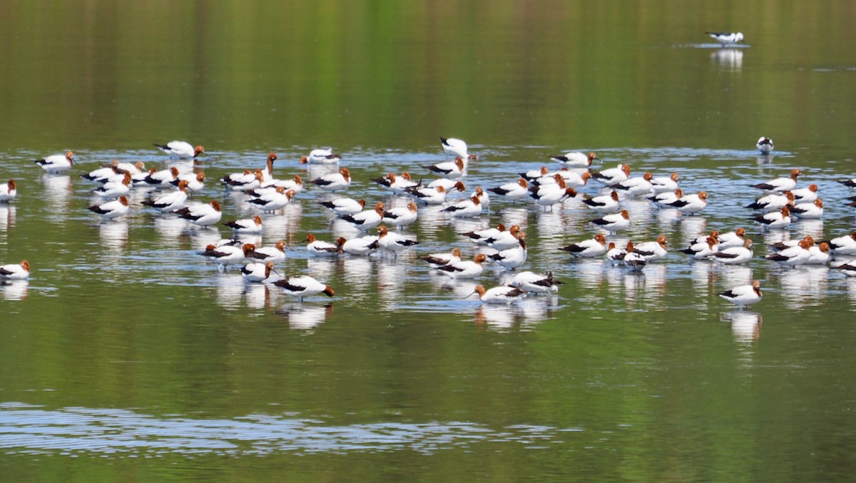 Avocette d'Australie - ML612957593