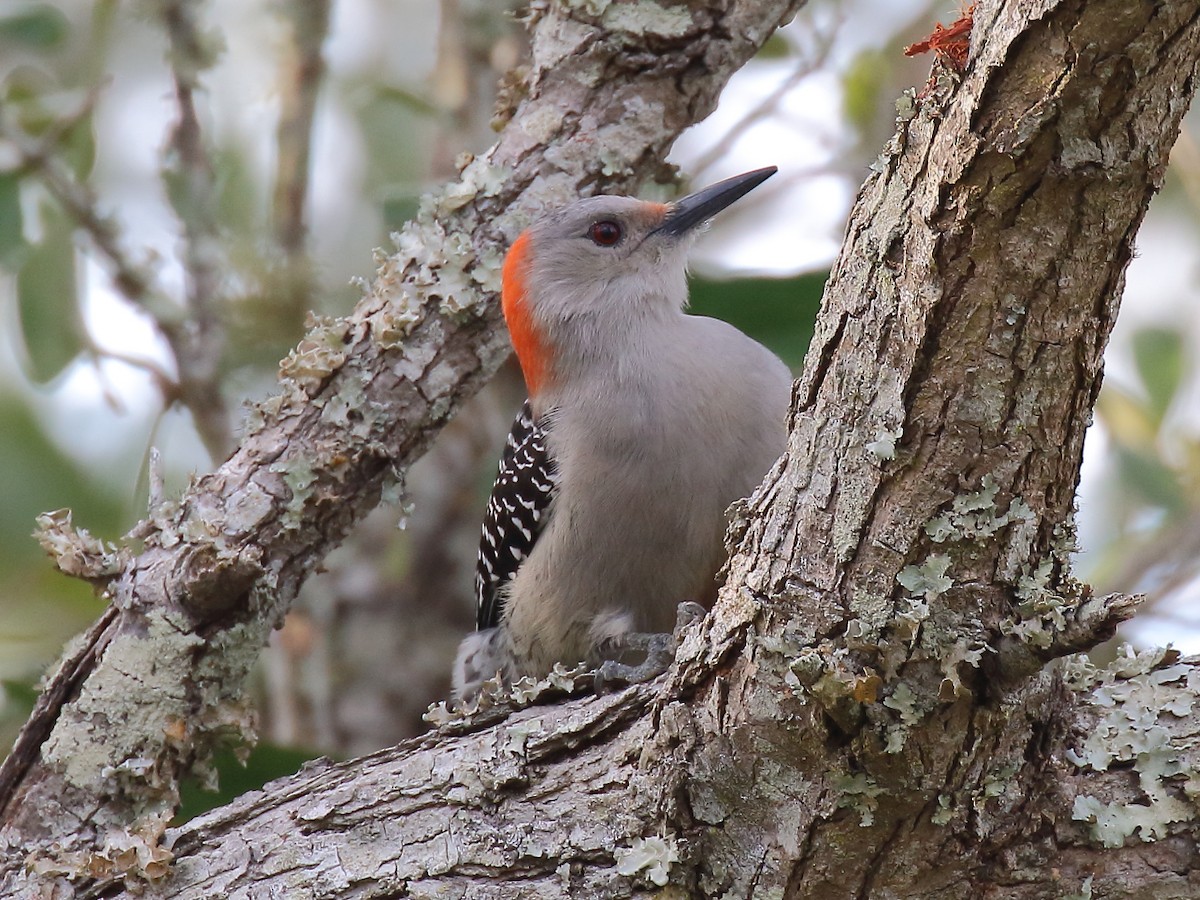 Red-bellied Woodpecker - ML612957618