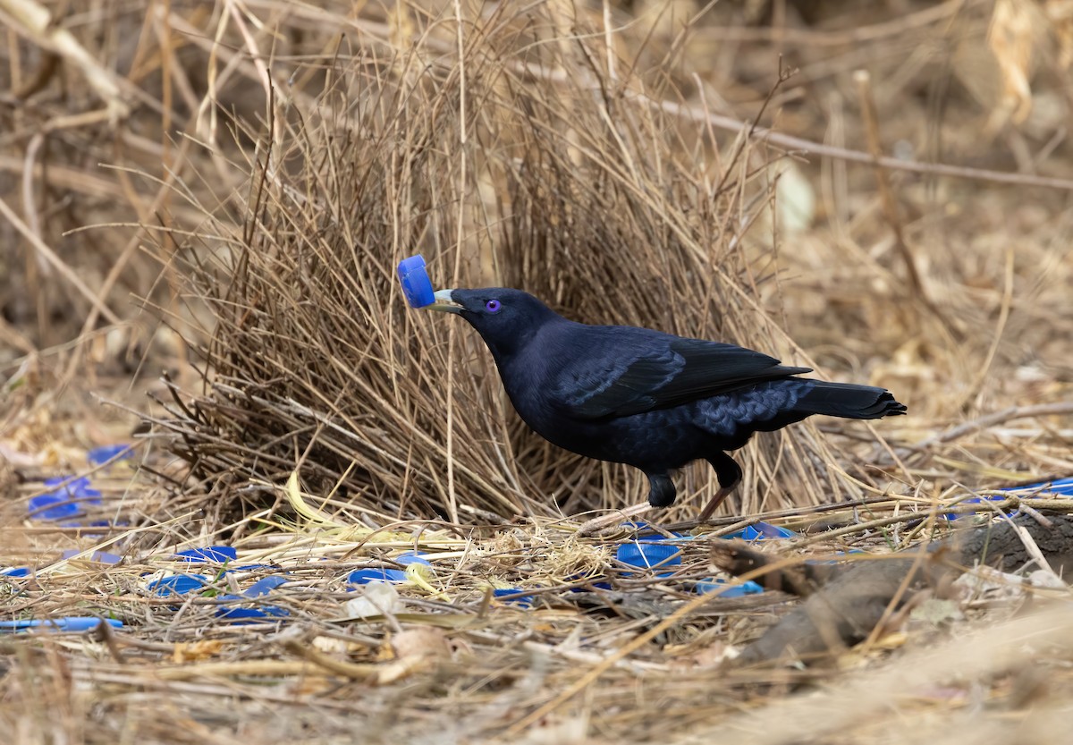 Satin Bowerbird - David Ongley