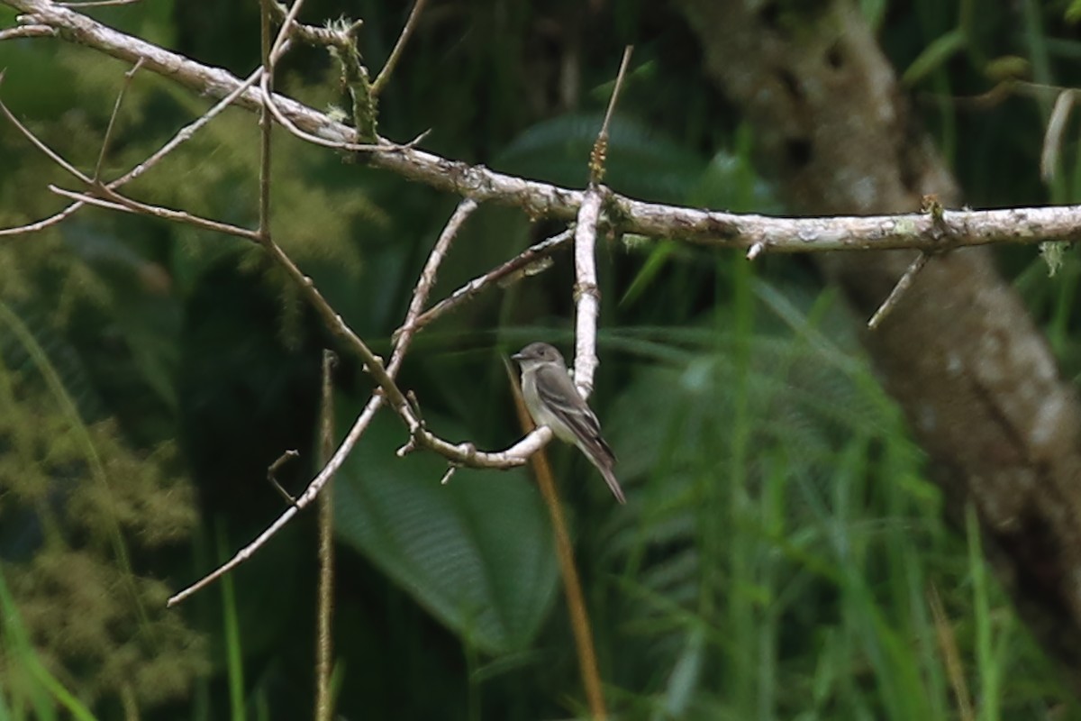 Western Wood-Pewee - Greg Scyphers