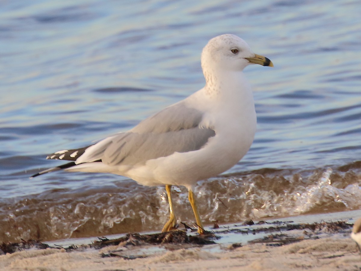 Ring-billed Gull - ML612957753