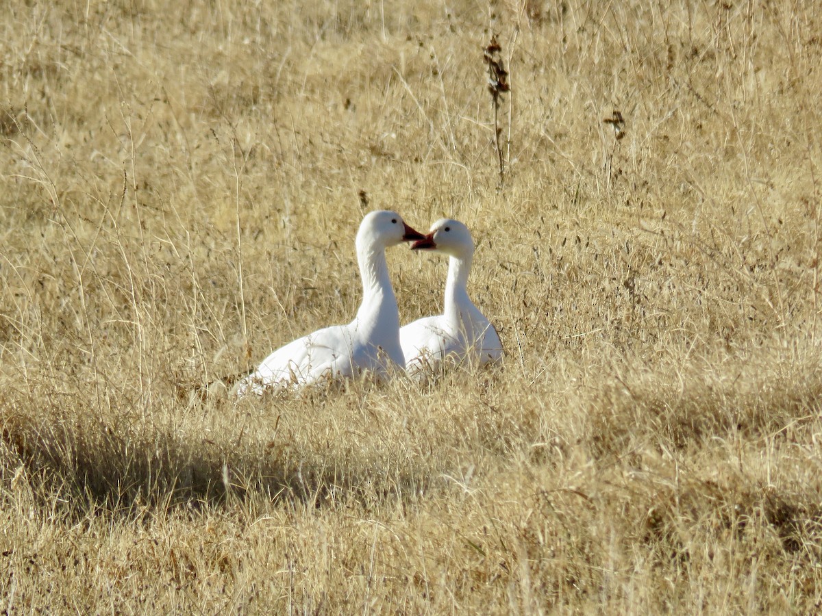 Snow Goose - Barbara Kelley