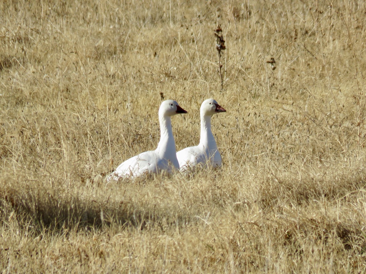 Snow Goose - ML612957796