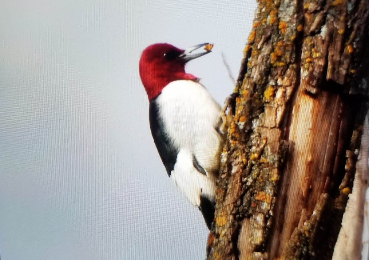 Red-headed Woodpecker - ML612957815