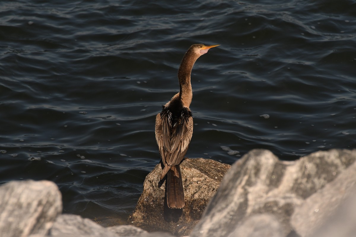 Amerika-Schlangenhalsvogel - ML612957883