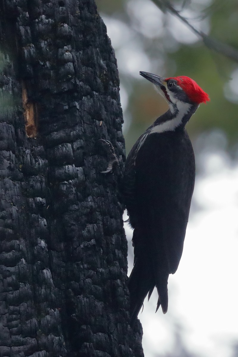 Pileated Woodpecker - Jean Broadhvest