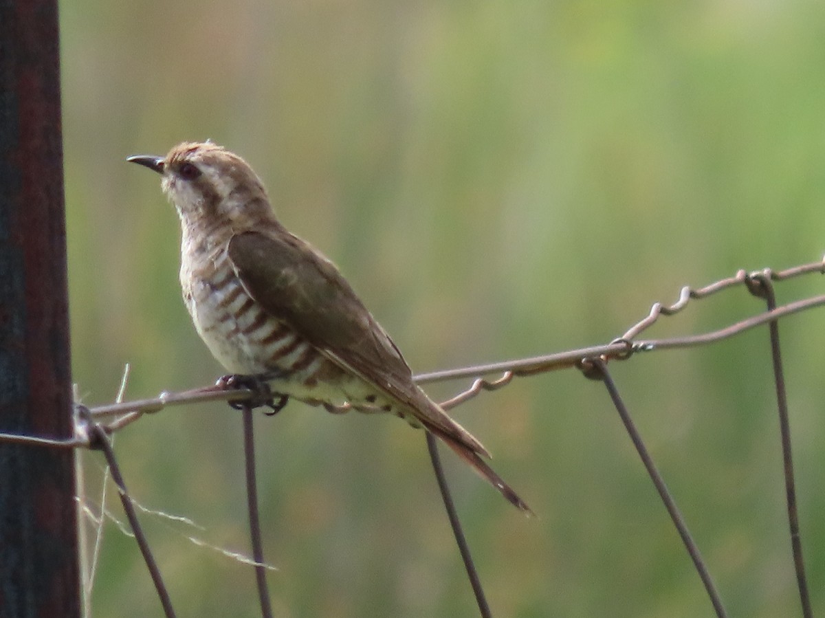 eBird Checklist - 2 Jan 2024 - Naas Road at Apollo Road - 33 species