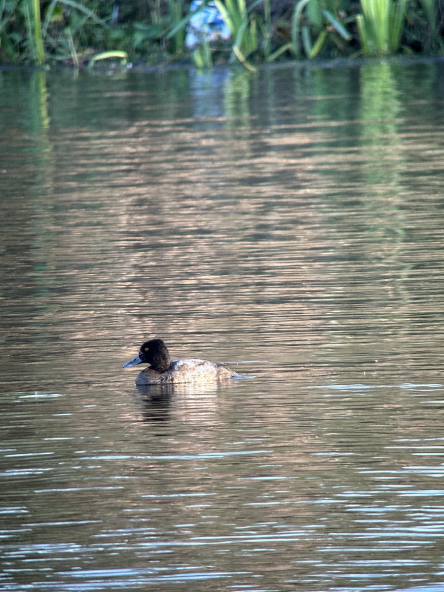 polák vlnkovaný - ML612957991