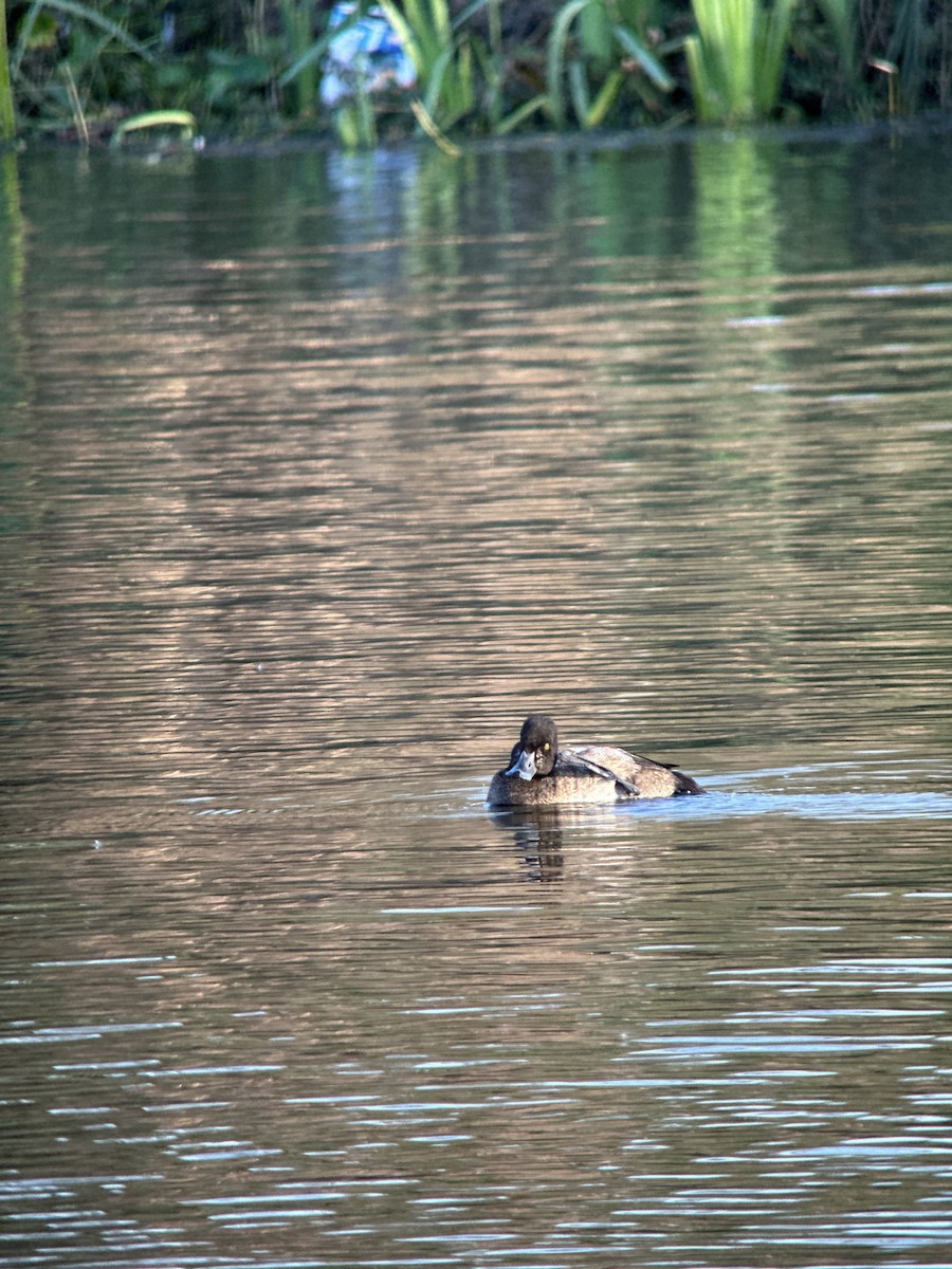 polák vlnkovaný - ML612957992