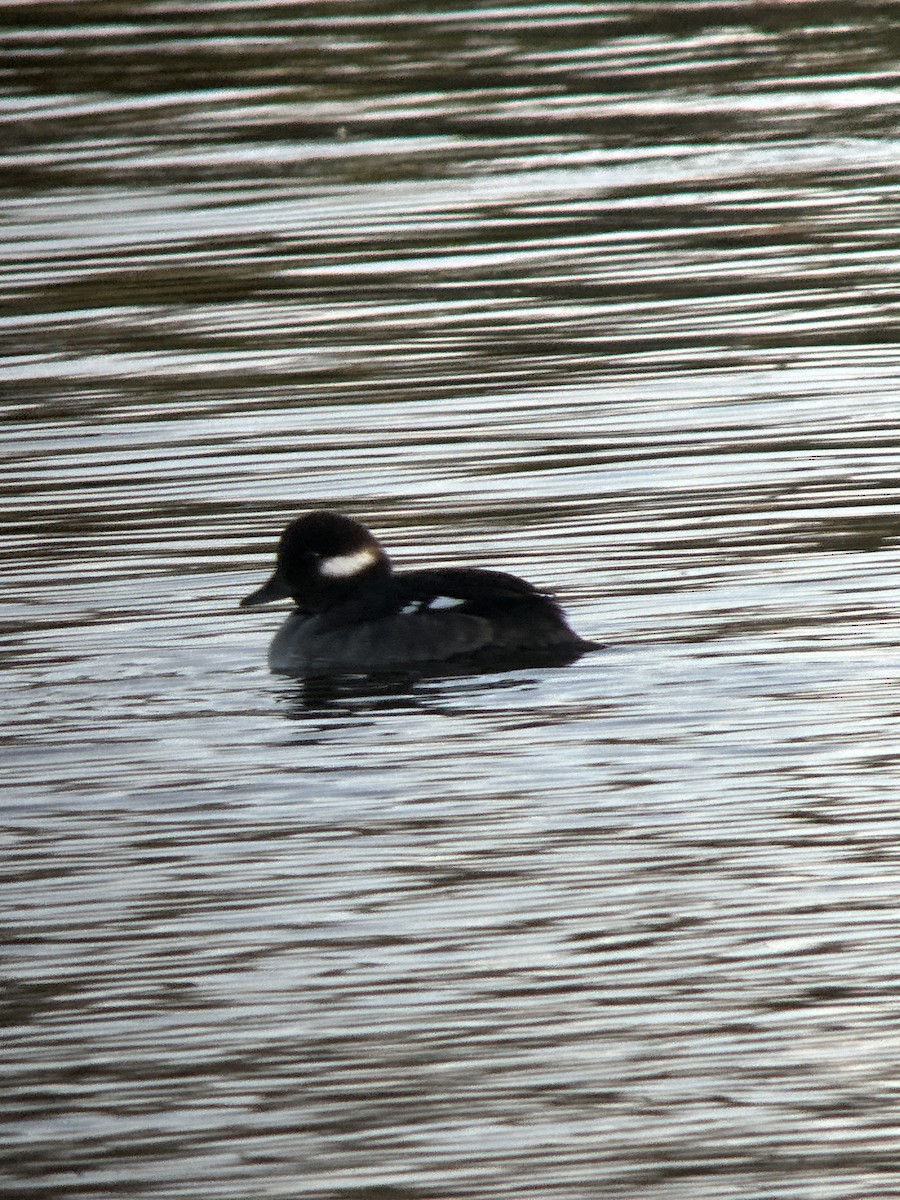 hohol bělavý - ML612957995