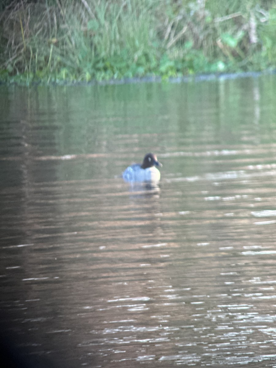 hohol severní - ML612958027