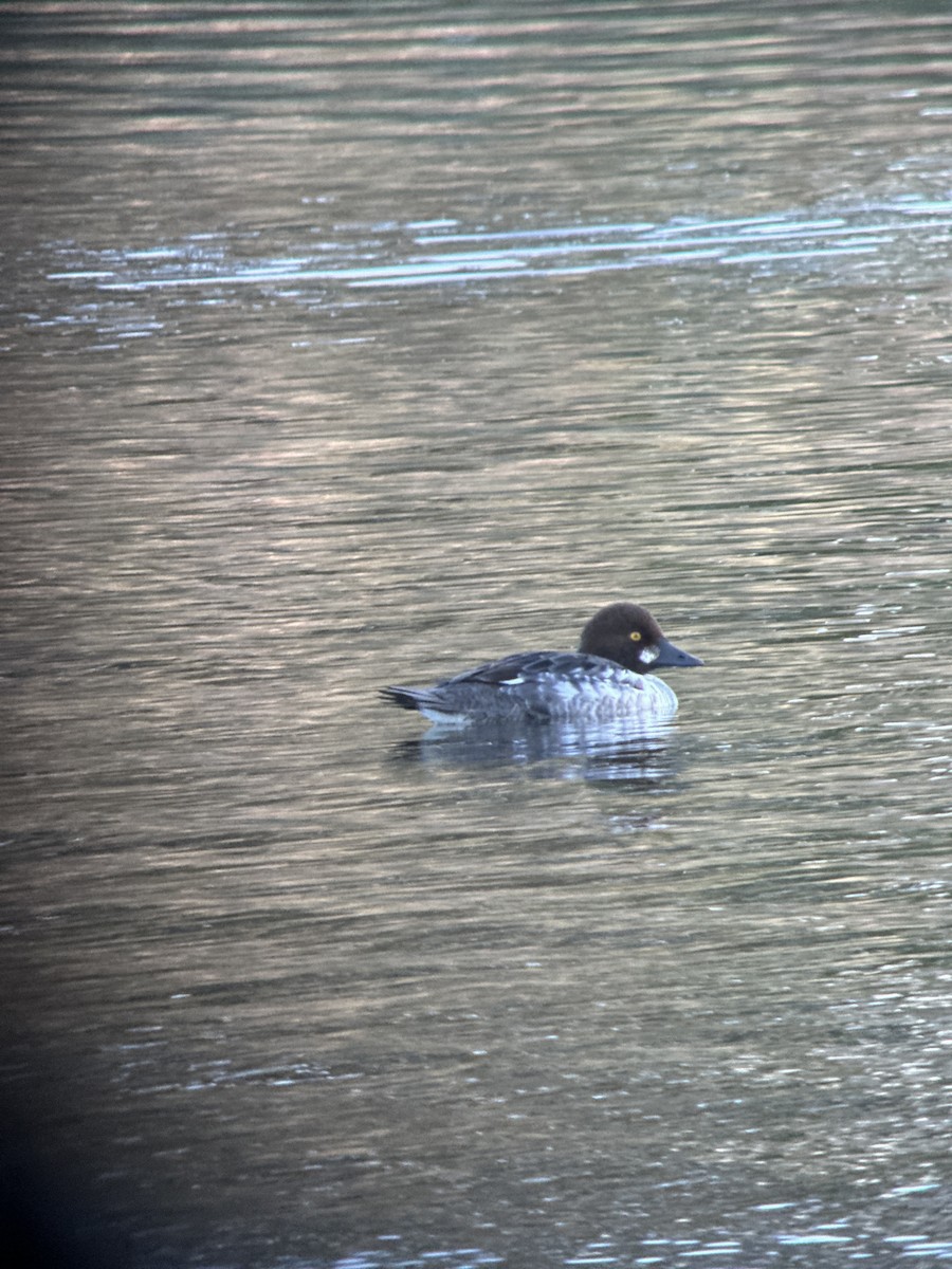 hohol severní - ML612958029