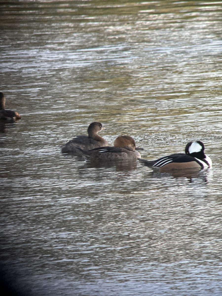 morčák chocholatý - ML612958089