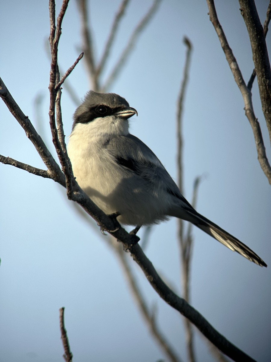 ťuhýk americký - ML612958121