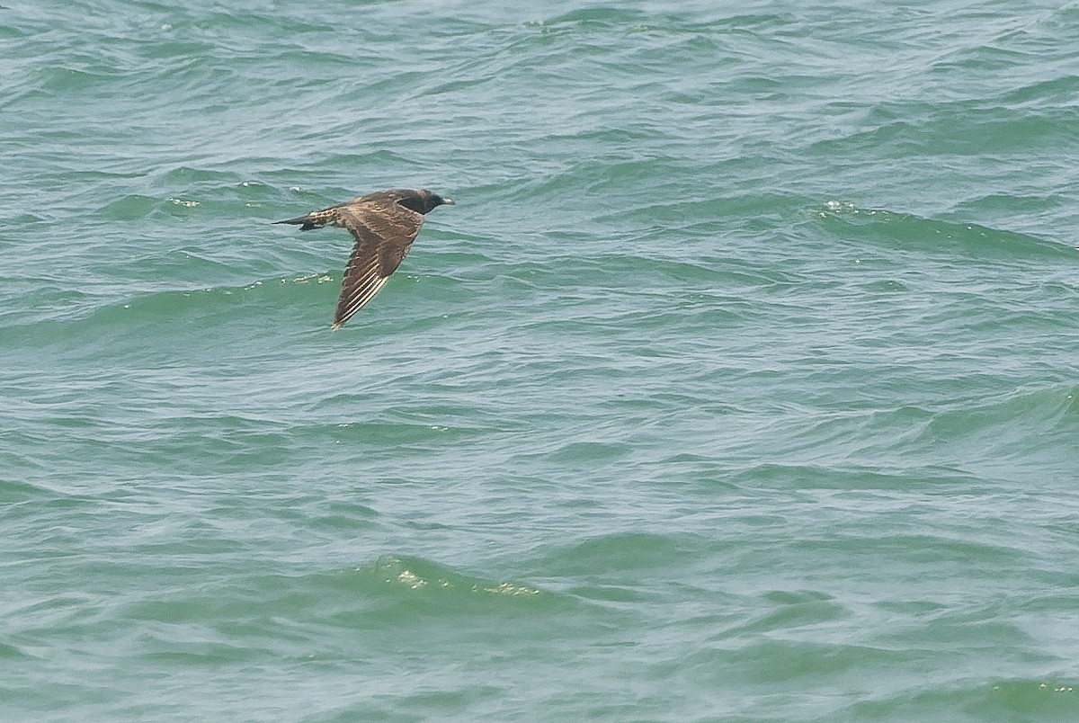 Parasitic Jaeger - ML612958162