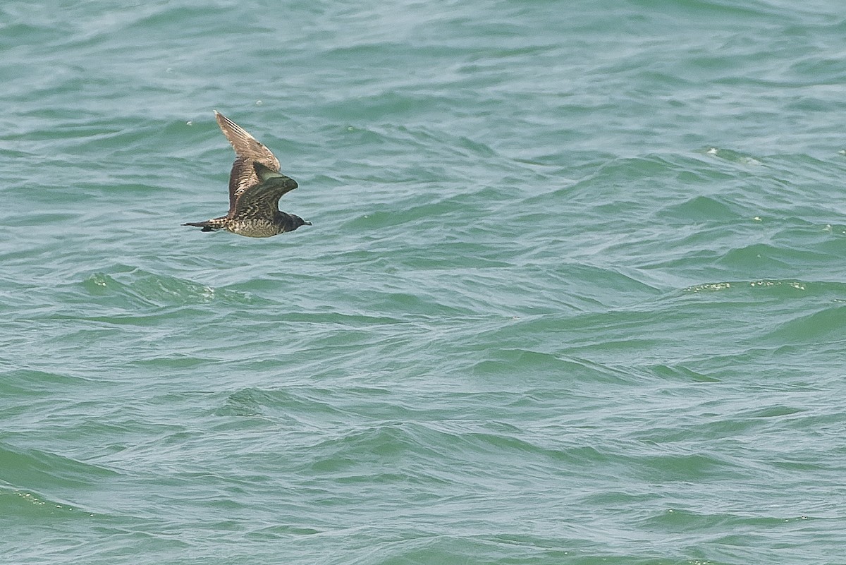 Parasitic Jaeger - ML612958167