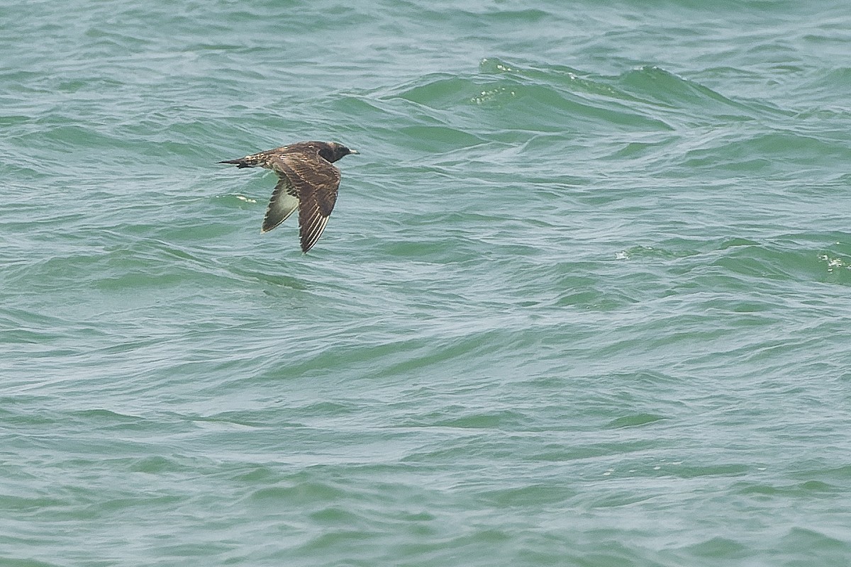 Parasitic Jaeger - ML612958169