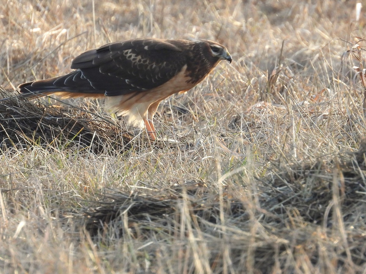 Northern Harrier - ML612958319